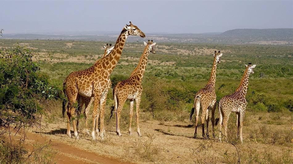 What Animals Live In Kenya?