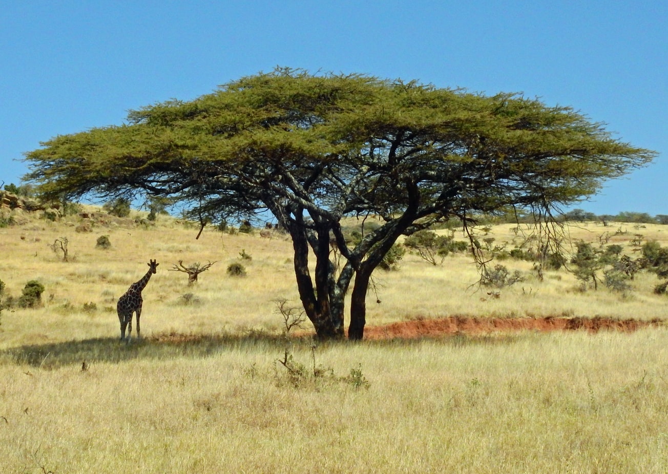 Kenyan Visa for Mauritanian citizens